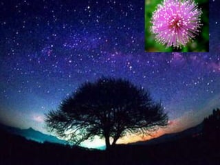 Observe the night sky
 