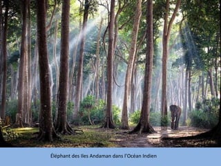 Éléphant des Iles Andaman dans l’Océan Indien 