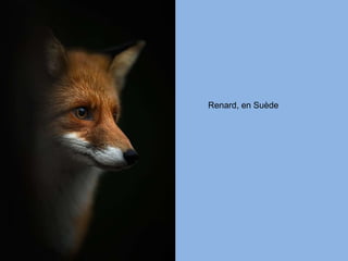 Renard, en Suède 