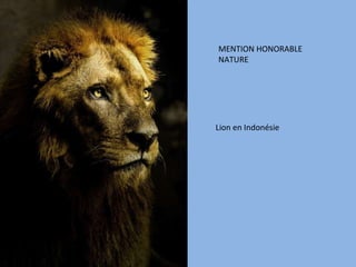 MENTION HONORABLE NATURE Lion en Indonésie 