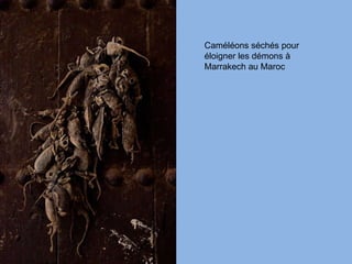 Caméléons séchés pour éloigner les démons à Marrakech au Maroc 