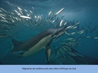 Migration de sardines près des côtes d’Afrique du Sud 