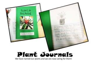 Our Plants
Plant JournalsWe have named our plants and we are now caring for them!