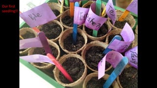 Our first
seedling!!
 