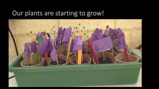 Our plants are starting to grow!
 
