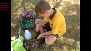 A few seeds
were put in
the middle
of the pot.
 