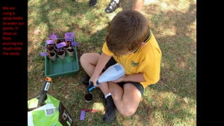 We are
using a
spray bottle
to water our
plants. It
stops us
from
pouring too
much onto
the seeds.
 