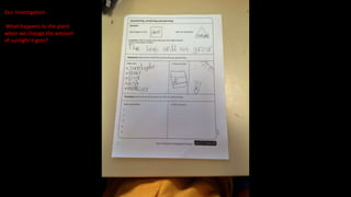 Our Investigation
What happens to the plant
when we change the amount
of sunlight it gets?
 
