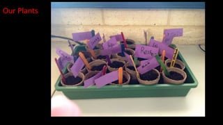 Our Plants
 