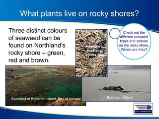 What plants live on rocky shores?
Three distinct colours
of seaweed can be
found on Northland’s
rocky shore – green,
red and brown.
Check out the
different seaweed
types and colours
on the rocky shore.
Where are they?
Seaweed at Roberton Island, Bay of Islands Bull kelp, Mitimiti
Neptune’s
necklace,
Spirits Bay
 