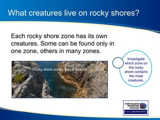 What creatures live on rocky shores?
Each rocky shore zone has its own
creatures. Some can be found only in
one zone, others in many zones.
Investigate
which zone on
the rocky
shore contains
the most
creatures.
Rocky shore zones, Bay of Islands
 