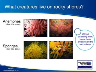 What creatures live on rocky shores?
Anemones
(low tide zone)
Sponges
(low tide zone)
Photos:
www.seathings.co.nz
Without
disturbing them,
locate these
creatures on the
rocky shore.
 
