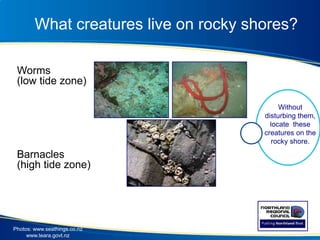 What creatures live on rocky shores?
Worms
(low tide zone)
Barnacles
(high tide zone)
Photos: www.seathings.co.nz
www.teara.govt.nz
Without
disturbing them,
locate these
creatures on the
rocky shore.
 