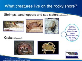 What creatures live on the rocky shore?
Shrimps, sandhoppers and sea slaters (all zones)
Crabs (all zones)
Oakura
shrimp
sandhopper
sea slater
big handed crab
Photos: Department of Conservation
Without
disturbing
them, locate
these
creatures on
the rocky
shore.
hermit crab
 