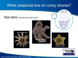 What creatures live on rocky shores?
Sea stars (mid tide to low tide zone)
Photos: Rocky Shore Guide – Marine Studies Centre
spiny sea star
cushion star
seven-armed
sea star
Use the
Portobello
Marine Studies’
Centre Rocky
Shore Guide to
identify these
creatures on
your rocky
shore.
 