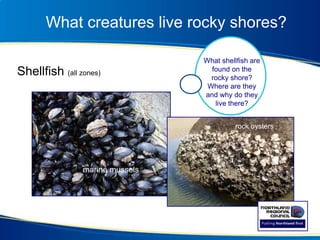 What creatures live rocky shores?
Shellfish (all zones)
marine mussels
rock oysters
What shellfish are
found on the
rocky shore?
Where are they
and why do they
live there?
 