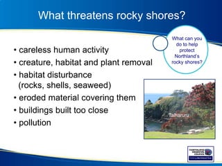 What threatens rocky shores?
• careless human activity
• creature, habitat and plant removal
• habitat disturbance
(rocks, shells, seaweed)
• eroded material covering them
• buildings built too close
• pollution
What can you
do to help
protect
Northland’s
rocky shores?
Taiharuru
 