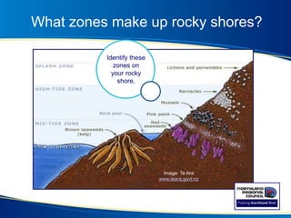 What zones make up rocky shores?
Image: Te Ara
www.teara.govt.nz
Identify these
zones on
your rocky
shore.
 