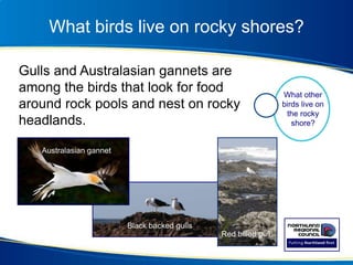 What birds live on rocky shores?
Gulls and Australasian gannets are
among the birds that look for food
around rock pools and nest on rocky
headlands.
Black backed gulls
Australasian gannet
Red billed gull
What other
birds live on
the rocky
shore?
 