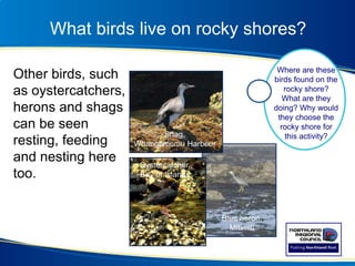 What birds live on rocky shores?
Other birds, such
as oystercatchers,
herons and shags
can be seen
resting, feeding
and nesting here
too.
Sandy Bay
Blue heron,
Mitimiti
Shag,
Whangamumu Harbour
Oystercatcher,
Bay of Islands
Where are these
birds found on the
rocky shore?
What are they
doing? Why would
they choose the
rocky shore for
this activity?
 