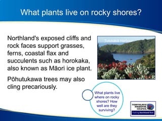 What plants live on rocky shores?
Northland's exposed cliffs and
rock faces support grasses,
ferns, coastal flax and
succulents such as horokaka,
also known as Māori ice plant.
Pōhutukawa trees may also
cling precariously.
What plants live
where on rocky
shores? How
well are they
surviving?
Tutukākā Harbour
 