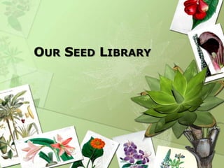 OUR SEED LIBRARY
 