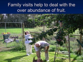 Family visits help to deal with the over abundance of fruit. 