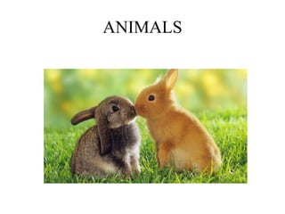 ANIMALS
 