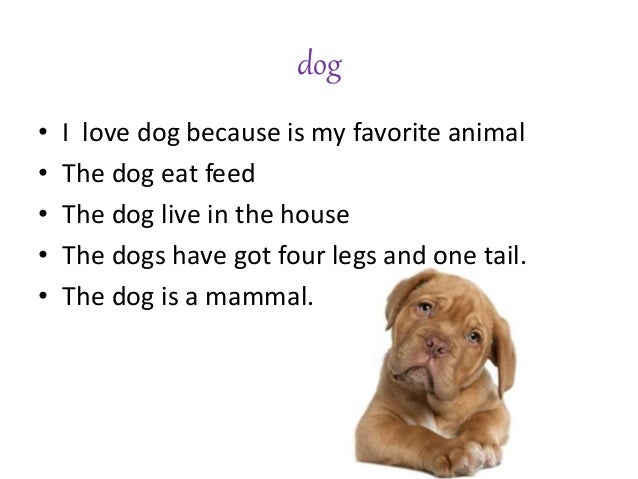 Essay on my favourite pet animal dog