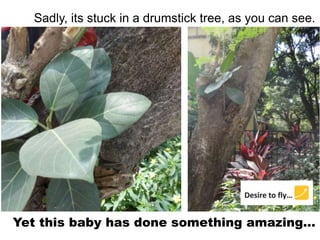 Sadly, its stuck in a drumstick tree, as you can see.
Yet this baby has done something amazing…
 
