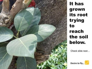 It has
grown
its root
trying
to
reach
the soil
below.
Check slide next…
 