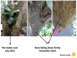 No visible root
July 2015
Root falling down firmly
December 2015
 