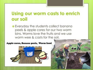 Using our worm casts to enrich
our soil
 Everyday the students collect banana
peels & apple cores for our two worm
bins. Worms love the fruits and we use
worm wee & casts for the soil.
Apple cores, Banana peels,, Worm food
 