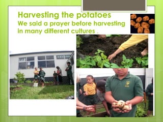 Harvesting the potatoes
We said a prayer before harvesting
in many different cultures .
 