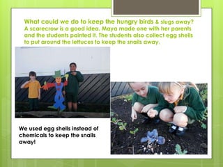 What could we do to keep the hungry birds & slugs away?
A scarecrow is a good idea. Maya made one with her parents
and the students painted it. The students also collect egg shells
to put around the lettuces to keep the snails away.
We used egg shells instead of
chemicals to keep the snails
away!
 