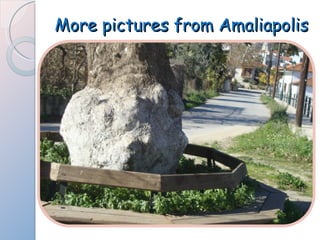 More pictures from Amaliapolis 