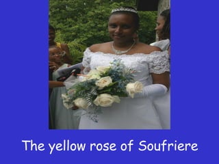 The yellow rose of Soufriere 