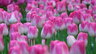 Our Wonderful World! 2# LRC