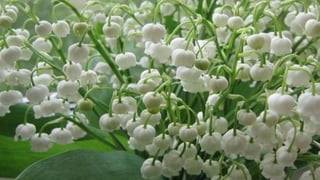 Our Wonderful World! 2# LRC