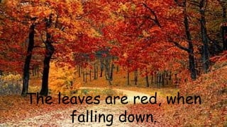 The leaves are red, when
falling down.
 