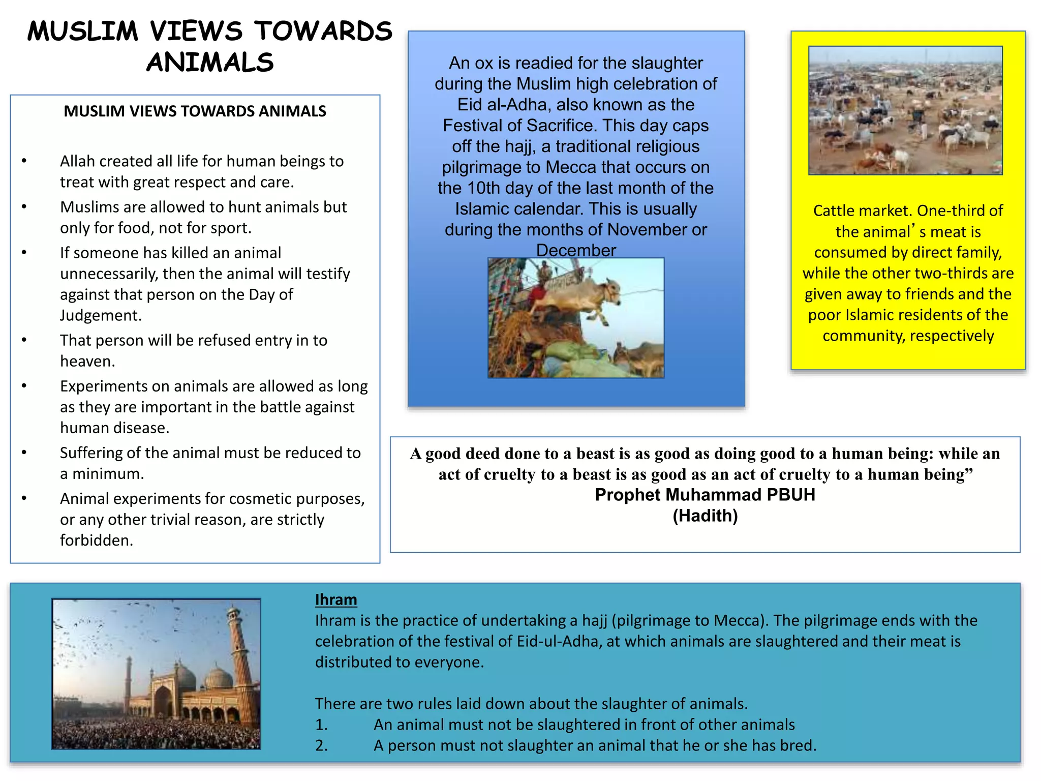 Cattle market. One-third of 
A good deed done to a beast is as good as doing good to a human being: while an 
act of cruelty to a beast is as good as an act of cruelty to a human being” 
Prophet Muhammad PBUH 
(Hadith) 
MUSLIM VIEWS TOWARDS ANIMALS 
• Allah created all life for human beings to 
treat with great respect and care. 
• Muslims are allowed to hunt animals but 
only for food, not for sport. 
• If someone has killed an animal 
unnecessarily, then the animal will testify 
against that person on the Day of 
Judgement. 
• That person will be refused entry in to 
heaven. 
• Experiments on animals are allowed as long 
as they are important in the battle against 
human disease. 
• Suffering of the animal must be reduced to 
a minimum. 
• Animal experiments for cosmetic purposes, 
or any other trivial reason, are strictly 
forbidden. 
Ihram 
Ihram is the practice of undertaking a hajj (pilgrimage to Mecca). The pilgrimage ends with the 
celebration of the festival of Eid-ul-Adha, at which animals are slaughtered and their meat is 
distributed to everyone. 
There are two rules laid down about the slaughter of animals. 
1. An animal must not be slaughtered in front of other animals 
2. A person must not slaughter an animal that he or she has bred. 
the animal’s meat is 
consumed by direct family, 
while the other two-thirds are 
given away to friends and the 
poor Islamic residents of the 
community, respectively 
An ox is readied for the slaughter 
during the Muslim high celebration of 
Eid al-Adha, also known as the 
Festival of Sacrifice. This day caps 
off the hajj, a traditional religious 
pilgrimage to Mecca that occurs on 
the 10th day of the last month of the 
Islamic calendar. This is usually 
during the months of November or 
December 
MUSLIM VIEWS TOWARDS 
ANIMALS 
 