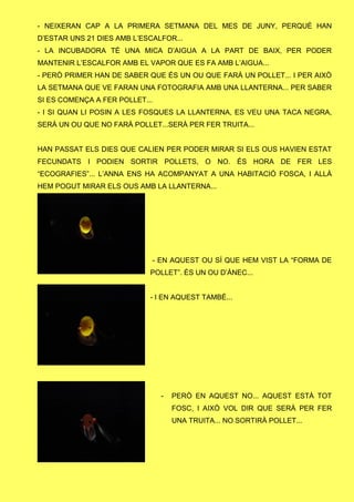 - NEIXERAN CAP A LA PRIMERA SETMANA DEL MES DE JUNY, PERQUÈ HAN
D’ESTAR UNS 21 DIES AMB L’ESCALFOR...
- LA INCUBADORA TÉ UNA MICA D’AIGUA A LA PART DE BAIX, PER PODER
MANTENIR L’ESCALFOR AMB EL VAPOR QUE ES FA AMB L’AIGUA...
- PERÒ PRIMER HAN DE SABER QUE ÉS UN OU QUE FARÀ UN POLLET... I PER AIXÒ
LA SETMANA QUE VE FARAN UNA FOTOGRAFIA AMB UNA LLANTERNA... PER SABER
SI ES COMENÇA A FER POLLET...
- I SI QUAN LI POSIN A LES FOSQUES LA LLANTERNA, ES VEU UNA TACA NEGRA,
SERÀ UN OU QUE NO FARÀ POLLET...SERÀ PER FER TRUITA...
HAN PASSAT ELS DIES QUE CALIEN PER PODER MIRAR SI ELS OUS HAVIEN ESTAT
FECUNDATS I PODIEN SORTIR POLLETS, O NO. ÉS HORA DE FER LES
“ECOGRAFIES”... L’ANNA ENS HA ACOMPANYAT A UNA HABITACIÓ FOSCA, I ALLÀ
HEM POGUT MIRAR ELS OUS AMB LA LLANTERNA...
- EN AQUEST OU SÍ QUE HEM VIST LA “FORMA DE
POLLET”. ÉS UN OU D’ÀNEC...
- I EN AQUEST TAMBÉ...
- PERÒ EN AQUEST NO... AQUEST ESTÀ TOT
FOSC, I AIXÒ VOL DIR QUE SERÀ PER FER
UNA TRUITA... NO SORTIRÀ POLLET...
 