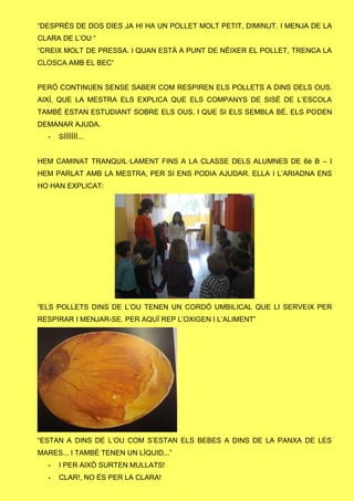 “DESPRÉS DE DOS DIES JA HI HA UN POLLET MOLT PETIT, DIMINUT. I MENJA DE LA
CLARA DE L’OU “
“CREIX MOLT DE PRESSA. I QUAN ESTÀ A PUNT DE NÈIXER EL POLLET, TRENCA LA
CLOSCA AMB EL BEC“
PERÒ CONTINUEN SENSE SABER COM RESPIREN ELS POLLETS A DINS DELS OUS.
AIXÍ, QUE LA MESTRA ELS EXPLICA QUE ELS COMPANYS DE SISÈ DE L’ESCOLA
TAMBÉ ESTAN ESTUDIANT SOBRE ELS OUS, I QUE SI ELS SEMBLA BÉ, ELS PODEN
DEMANAR AJUDA.
- SÍÍÍÍÍÍÍ...
HEM CAMINAT TRANQUIL·LAMENT FINS A LA CLASSE DELS ALUMNES DE 6è B – I
HEM PARLAT AMB LA MESTRA, PER SI ENS PODIA AJUDAR. ELLA I L’ARIADNA ENS
HO HAN EXPLICAT:
“ELS POLLETS DINS DE L’OU TENEN UN CORDÓ UMBILICAL QUE LI SERVEIX PER
RESPIRAR I MENJAR-SE. PER AQUÍ REP L’OXIGEN I L’ALIMENT”
“ESTAN A DINS DE L’OU COM S’ESTAN ELS BEBES A DINS DE LA PANXA DE LES
MARES... I TAMBÉ TENEN UN LÍQUID...”
- I PER AIXÒ SURTEN MULLATS!
- CLAR!, NO ÉS PER LA CLARA!
 