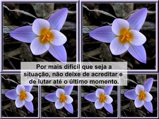 Por mais difícil que seja a situação, não deixe de acreditar e  de lutar até o último momento. 