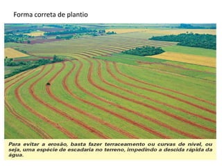 Forma correta de plantio
 