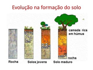 Evolução na formação do solo
 