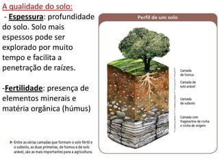 A qualidade do solo:
 - Espessura: profundidade
do solo. Solo mais
espessos pode ser
explorado por muito
tempo e facilita a
penetração de raízes.

-Fertilidade: presença de
elementos minerais e
matéria orgânica (húmus)
 