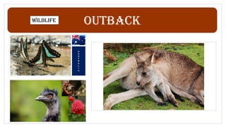 Outback
Wildlife
 