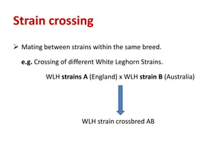 Strain crossing
 Mating between strains within the same breed.
e.g. Crossing of different White Leghorn Strains.
WLH strains A (England) x WLH strain B (Australia)
WLH strain crossbred AB
 