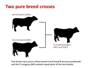 Two pure breed crosses
 